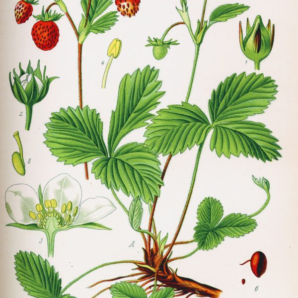 Fragaria Vesca