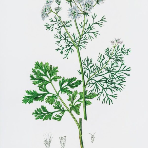 Coriandrum Sativum