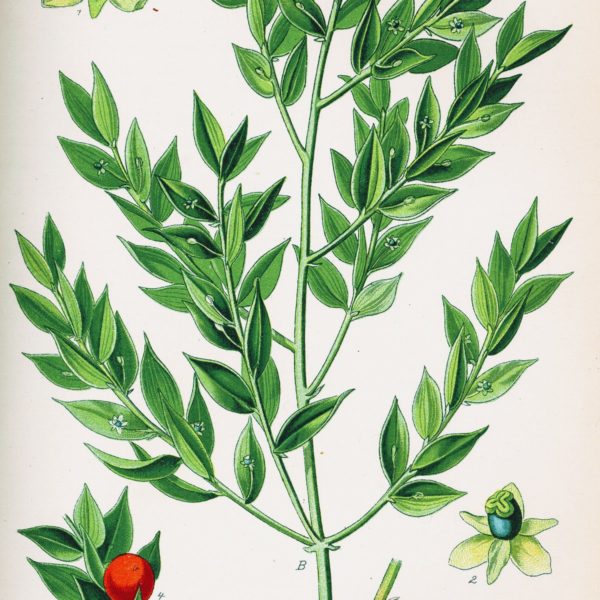 Ruscus Aculeatus