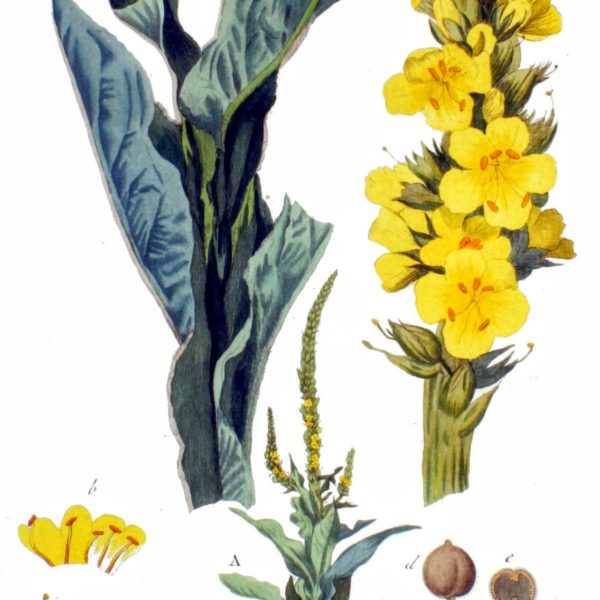 Verbascum Thapsus