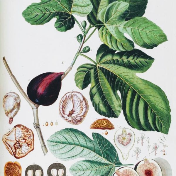 Ficus Carica