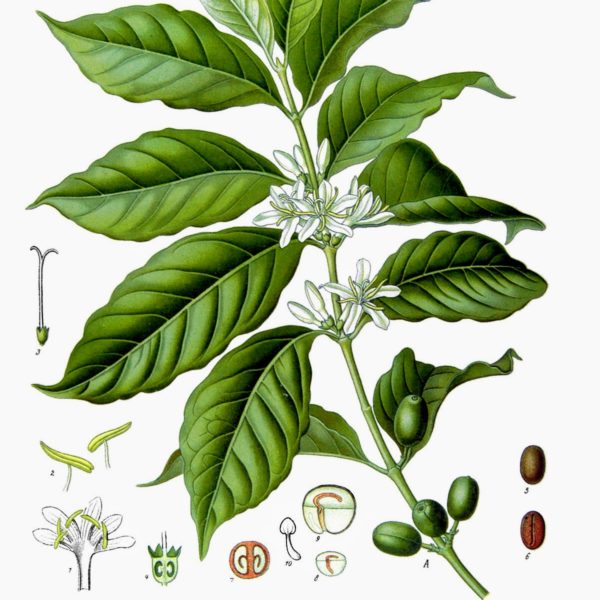 Coffea Arabica