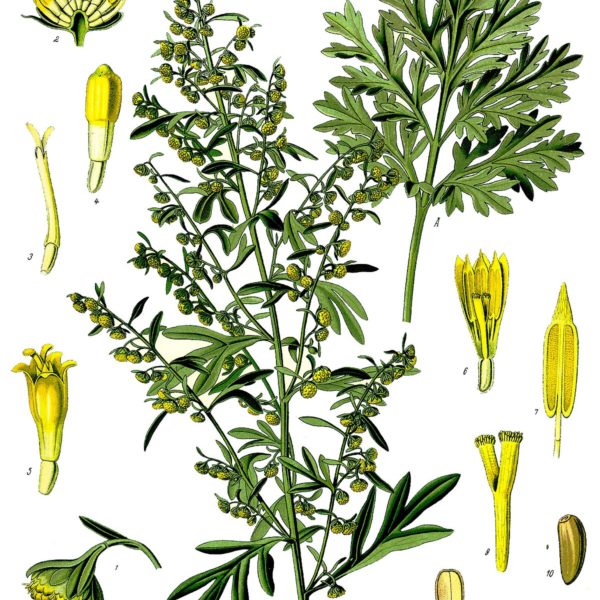 Artemisia Absinthium