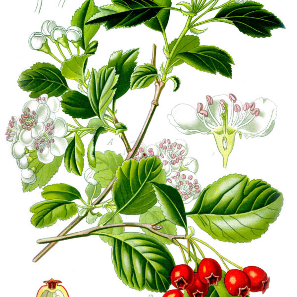 Crataegus Laevigata