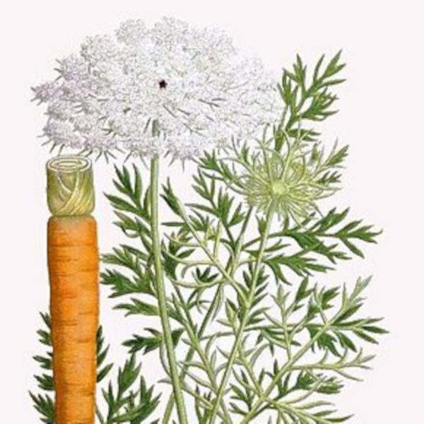 Daucus Carota