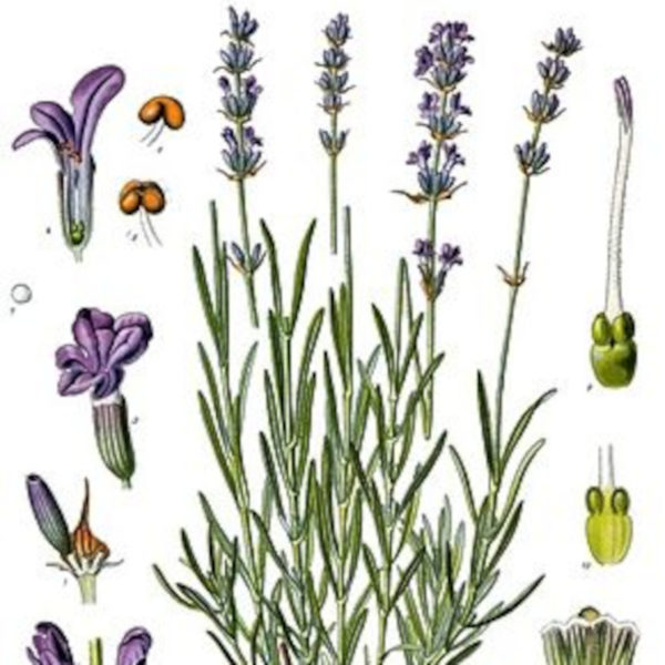 Lavandula Angustifolia