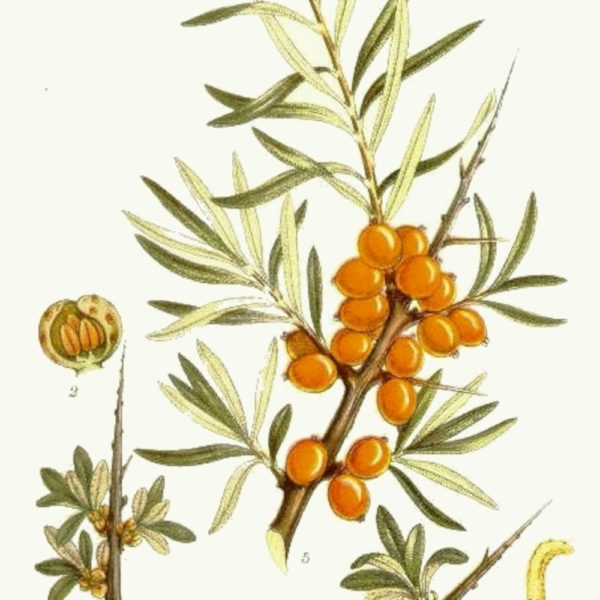 Lapis Olea – Sea Buckthorn